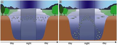 Sensory Ecology of Predator-Induced Phenotypic Plasticity